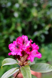 Rhododendron flowers (Rhododendron Homer), red flowers, in a garden, Wilnsdorf, North