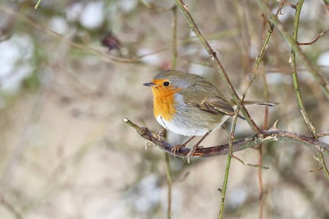 Robin (Erithacus rubecula), on a twig in the branches of a dog rose (Rosa canina), Wilnsdorf, North