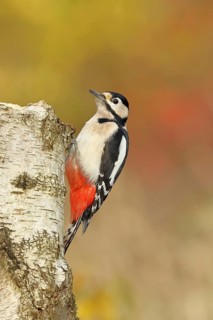 Great spotted woodpecker (Dendrocopos major), male, sitting on a tree stump at the edge of the