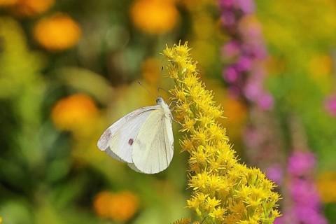 A Cabbage butterfly (Pieris brassicae) sucking nectar on the flower of a Solidago canadensis