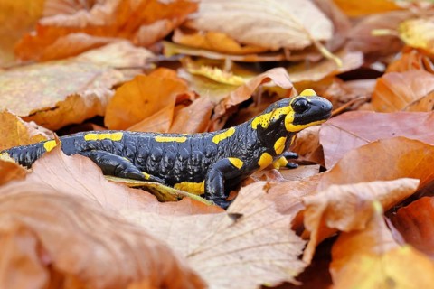 Fire salamander (Salamandra salamandra), in a beech forest on autumn leaves, autumn, Wilnsdorf,