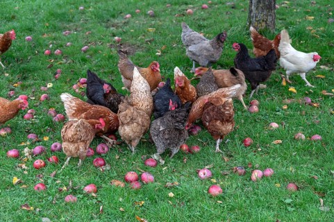 Chickens (Gallus gallus domesticus) in a meadow with fallen apples (Malus), Morschreuth, Upper