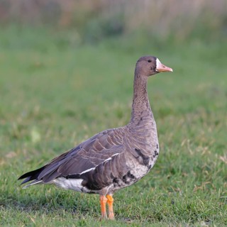 White-fronted goose (Anser albifrons), standing in a meadow in the wintering area, wildlife,