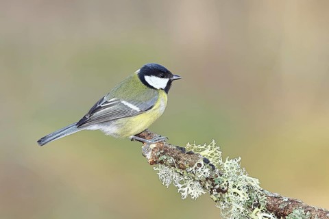 Great Tit (Parus major), sitting on a branch overgrown with moss and lichen, Wildlife, Animals,