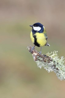 Great Tit (Parus major), sitting on a branch overgrown with moss and lichen, Wildlife, Animals,