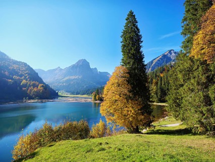 Autumn-coloured sycamore maple (Acer pseudo plantanus), at Obersee, Näfels, Canton Glarus,