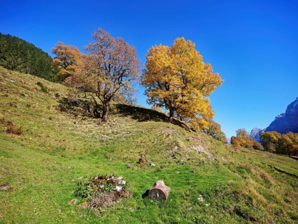 Old sycamore maple (Acer pseudo plantanus), in autumnal discolouration, Canton Glarus, Switzerland