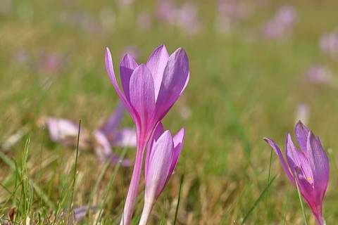 Autumn crocus (Colchicum autumnale), half-opened flowers in a meadow, endangered, protected