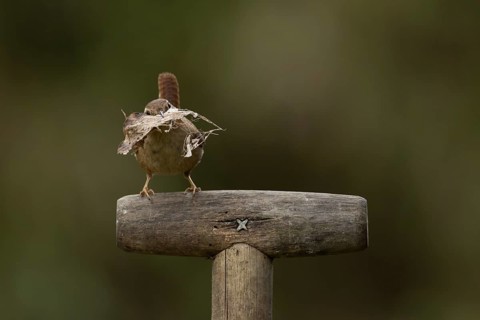 Eurasian wren (Troglodytes troglodytes) adult garden bird on a fork handle with nesting material in