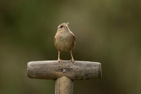 Eurasian wren (Troglodytes troglodytes) adult garden bird on a fork handle with nest material in