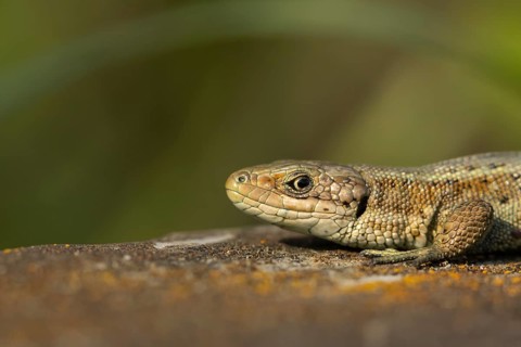 Common lizard (Zootoca vivipara) adult reptile resting on a wooden sleeper in summer, England,