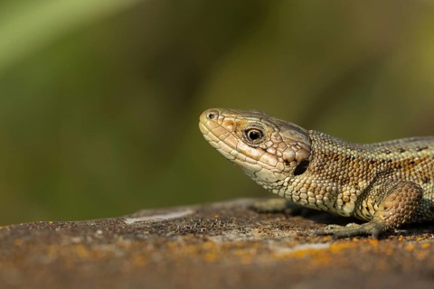 Common lizard (Zootoca vivipara) adult reptile on a wooden sleeper in summer, England, United