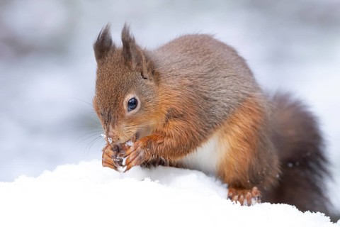 Red squirrel (Sciurus vulgaris) adult animal eating a nut in snow in winter, England, United