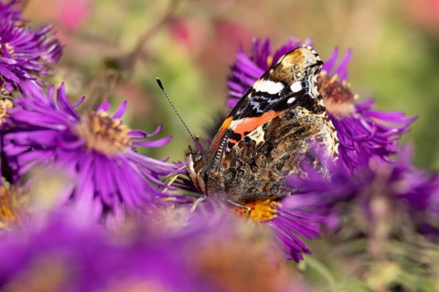 Red admiral butterfly (Vanessa atalanta) adult insect feeding on a garden purple Aster flower in