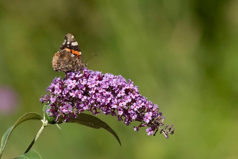 Red admiral butterfly (Vanessa atalanta) adult insect feeding on a garden purple Buddleja or