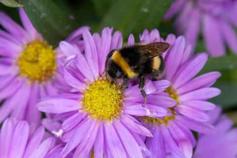 Garden bumblebee (Bombus hortorum) adult bee insect feeding on purple garden Aster plant flowers in