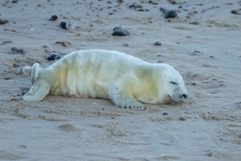 Atlantic grey seal (Halichoerus grypus) juvenile baby pup animal sleeping on a seaside beach in