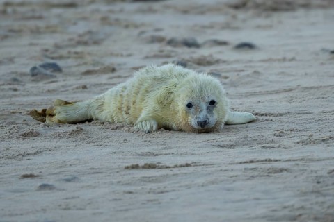 Atlantic grey seal (Halichoerus grypus) juvenile baby pup animal on a beach in winter, England,