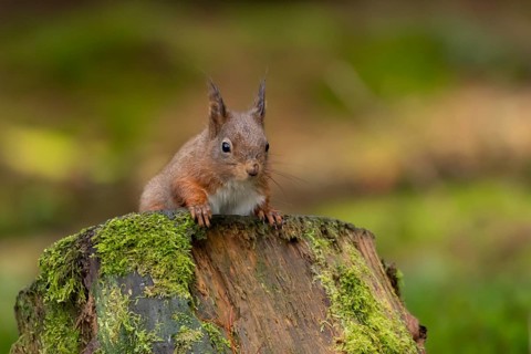 Red squirrel (Sciurus vulgaris) adult animal on moss covered tree stump in a woodland, England,