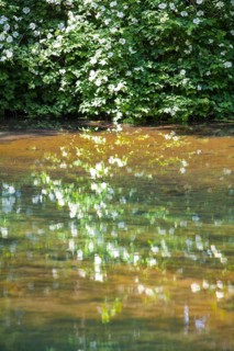 The Rhume Spring with blue-green colouration, source of River Rhume, large karst spring, Harz
