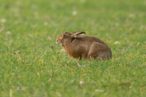 European brown hare (Lepus europaeus) adult animal in a farmland cereal field in springtime,