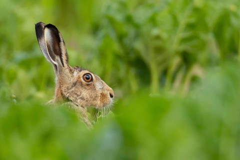 European brown hare (Lepus europaeus) adult animal in a sugar beet crop farmland field in summer,