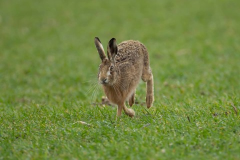 European brown hare (Lepus europaeus) adult animal running in a farmland cereal field in