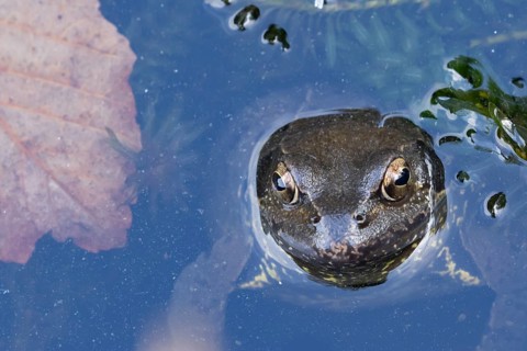 Common frog (Rana temporaria) adult amphibian on the water surface of a pond, England, United