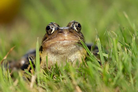 Common frog (Rana temporaria) adult amphibian on a garden grass lawn, England, United Kingdom