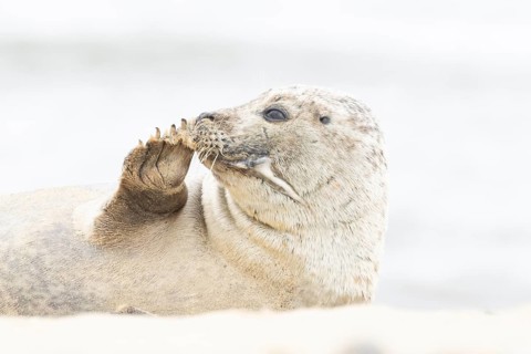 Common or Habor seal (Phoca vitulina) adult animal resting on the sand of a beach, England, United