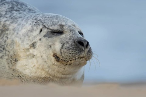 Common or Habor seal (Phoca vitulina) adult animal sleeping on a beach, England, United Kingdom
