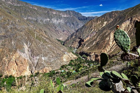 Cacti and green landscape with mountains and gorges in the background under blue sky, The landscape