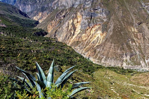Succulent plant with extensive views of the mountain landscape and valley, The landscape of the