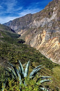 Succulent plant in the foreground with a view of steep cliffs, The landscape of Colca Canyon in the