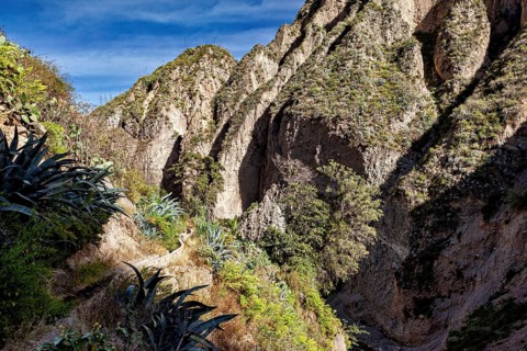 Narrow gorge with wild path and vegetation in shady areas, The landscape of Colca Canyon in the