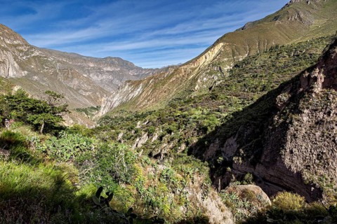 Steep wall landscape with green vegetation and deep sky, The landscape of the Colca Canyon in the