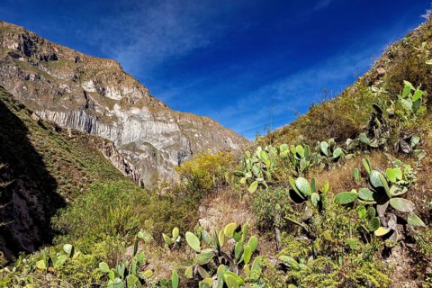 View of mountain range with prickly flora and clear sky, the landscape of the Colca Canyon in the