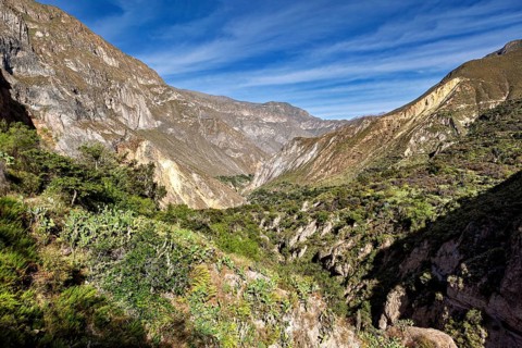 Extensive gorge lined with vegetation and a deep blue sky, the landscape of Colca Canyon in the