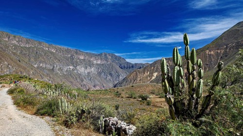 Hiking trail between tall cacti and mountains under bright skies, The landscape of the Colca Canyon
