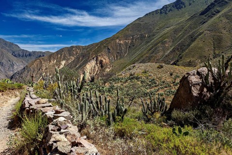 Dense cactus landscape against rocky mountains under blue sky, The landscape of Colca Canyon in the