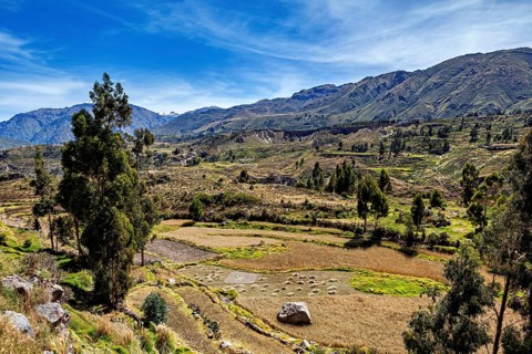 Extensive fields in the foreground with scattered trees in front of an impressive mountain