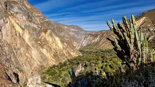 Cactus in the foreground with an expanse of mountains and blue sky in the background, the landscape