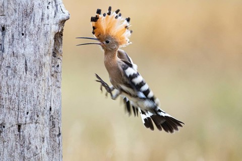 Hoopoe (Upupa epopa) Hungary