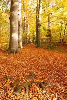 Autumn foliage, Stikelkamper Wald, Leer District, East Frisia, Lower Saxony, Germany