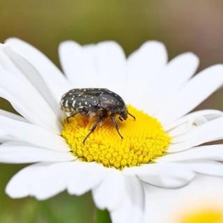 Weeping rose beetle (Oxythyrea funesta), on meadow daisy (Leucanthemum vulgare), other animals,