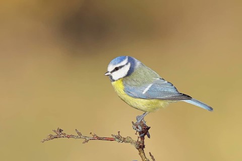 Blue tit (Parus caeruleus), sitting on a branch in a blackthorn bush, (Prunus spinosa), sloes, with