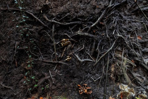 Mushrooms grow from the roots of a fallen tree, Darßwald, Darß, Fischland-Darß-Zingst, Western