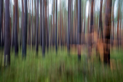 Forest, pine trees (Pinus), pine forest, tree trunks, distorted, moving camera, Darßwald,