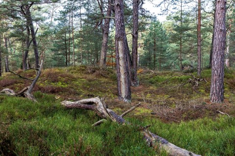 Pines (Pinus), pine forest, tree trunks, Darßwald, Fischland-Darß-Zingst, National Park