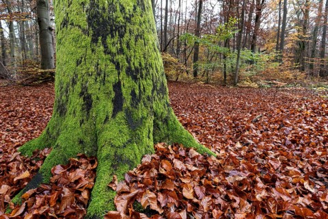 Moss-covered tree trunk in autumn forest, Darßwald, Fischland-Darß-Zingst, Western Pomerania Lagoon